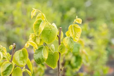 Cercis chinensis 'Shirobana' (Judasboom 'Shirobana') - afbeelding 11