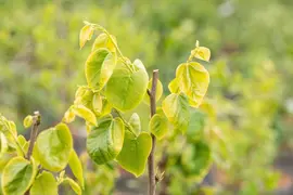 Cercis chinensis 'Shirobana' (Judasboom 'Shirobana') - afbeelding 11