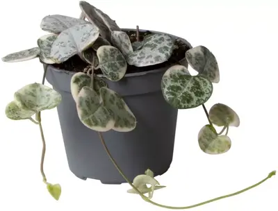 Ceropegia variegata (Chinees lantaarnplantje) 10cm - afbeelding 1