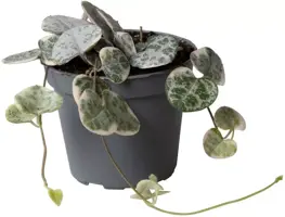 Ceropegia variegata (Chinees lantaarnplantje) 10cm - afbeelding 1