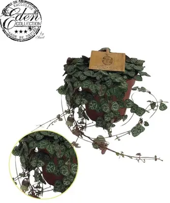 Ceropegia woodii 20cm - afbeelding 1