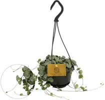 Ceropegia woodii (Chinees lantaarn plantje) 15cm - afbeelding 1
