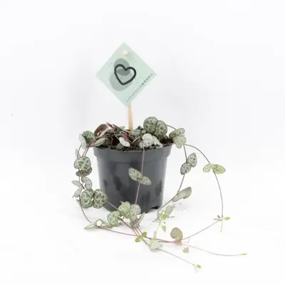 Ceropegia 'Woodii' (Chinees Lantaarnplantje) 20cm - afbeelding 1