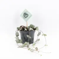Ceropegia 'Woodii' (Chinees Lantaarnplantje) 20cm - afbeelding 1