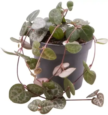 Ceropegia 'Woodii' (Lantaarnplantje) 10cm - afbeelding 1