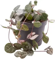 Ceropegia 'Woodii' (Lantaarnplantje) 10cm - afbeelding 1