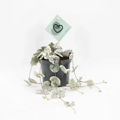 Ceropegia woodii 'Variegata' (Chinees Lantaarnplantje) 20cm - afbeelding 1