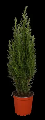 Chamaecyparis lawsoniana 'Ellwoodii' (Schijn-cipres 'Ellwoodii') - afbeelding 5