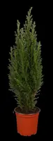 Chamaecyparis lawsoniana 'Ellwoodii' (Schijn-cipres 'Ellwoodii') - afbeelding 5