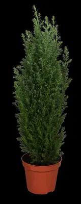 Chamaecyparis lawsoniana 'Ellwoodii' (Schijn-cipres 'Ellwoodii') - afbeelding 1