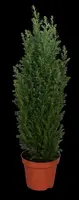 Chamaecyparis lawsoniana 'Ellwoodii' (Schijn-cipres 'Ellwoodii') - afbeelding 1