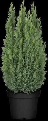 Chamaecyparis lawsoniana 'Ellwoodii' (Schijn-cipres 'Ellwoodii') - afbeelding 18