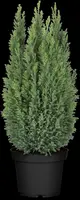 Chamaecyparis lawsoniana 'Ellwoodii' (Schijn-cipres 'Ellwoodii') - afbeelding 18