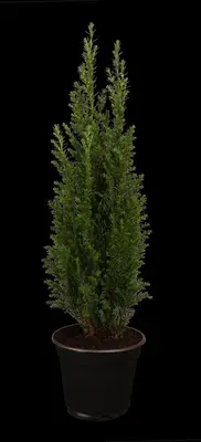 Chamaecyparis lawsoniana 'Ellwoodii' (Schijn-cipres 'Ellwoodii') - afbeelding 4