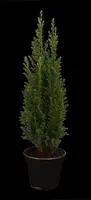 Chamaecyparis lawsoniana 'Ellwoodii' (Schijn-cipres 'Ellwoodii') - afbeelding 4