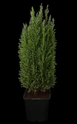 Chamaecyparis lawsoniana 'Ellwoodii' (Schijn-cipres 'Ellwoodii') - afbeelding 7