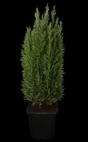 Chamaecyparis lawsoniana 'Ellwoodii' (Schijn-cipres 'Ellwoodii') - afbeelding 7