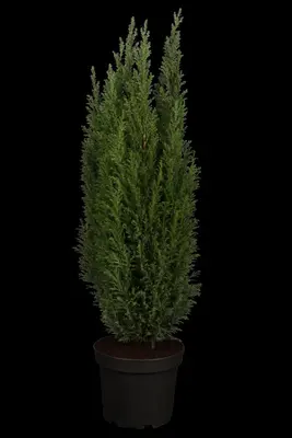 Chamaecyparis lawsoniana 'Ellwoodii' (Schijn-cipres 'Ellwoodii') - afbeelding 2