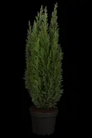 Chamaecyparis lawsoniana 'Ellwoodii' (Schijn-cipres 'Ellwoodii') - afbeelding 2