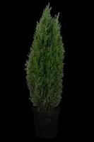 Chamaecyparis lawsoniana 'Ellwoodii' (Schijn-cipres 'Ellwoodii') - afbeelding 3