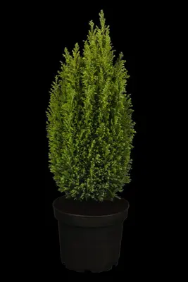 Chamaecyparis lawsoniana 'Ellwoodii' (Schijn-cipres 'Ellwoodii') - afbeelding 6