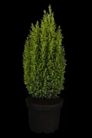 Chamaecyparis lawsoniana 'Ellwoodii' (Schijn-cipres 'Ellwoodii') - afbeelding 6