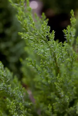 Chamaecyparis lawsoniana 'Ellwoodii' (Schijn-cipres 'Ellwoodii') - afbeelding 12