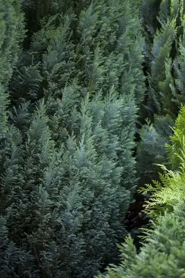 Chamaecyparis lawsoniana 'Ellwoodii' (Schijn-cipres 'Ellwoodii') - afbeelding 13