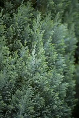 Chamaecyparis lawsoniana 'Ellwoodii' (Schijn-cipres 'Ellwoodii') - afbeelding 14