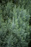 Chamaecyparis lawsoniana 'Ellwoodii' (Schijn-cipres 'Ellwoodii') - afbeelding 14
