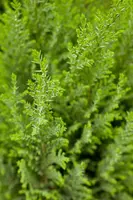 Chamaecyparis lawsoniana 'Ellwoodii' (Schijn-cipres 'Ellwoodii') - afbeelding 15