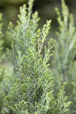 Chamaecyparis lawsoniana 'Ellwoodii' (Schijn-cipres 'Ellwoodii') - afbeelding 16