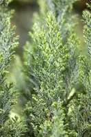Chamaecyparis lawsoniana 'Ellwoodii' (Schijn-cipres 'Ellwoodii') - afbeelding 17