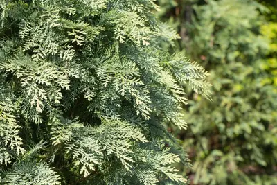 Chamaecyparis lawsoniana 'Globosa' (Schijn-cipres 'Globosa') - afbeelding 1