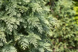 Chamaecyparis lawsoniana 'Globosa' (Schijn-cipres 'Globosa') - afbeelding 1
