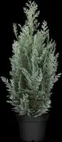 Chamaecyparis lawsoniana 'Wisselii' (Schijn-cipres 'Wisselii') - afbeelding 4