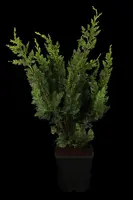 Chamaecyparis lawsoniana 'Wisselii' (Schijn-cipres 'Wisselii') - afbeelding 1