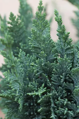 Chamaecyparis lawsoniana 'Wisselii' (Schijn-cipres 'Wisselii') - afbeelding 2