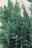 Chamaecyparis lawsoniana 'Wisselii' (Schijn-cipres 'Wisselii') - afbeelding 2