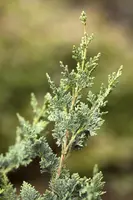 Chamaecyparis lawsoniana 'Wisselii' (Schijn-cipres 'Wisselii') - afbeelding 3