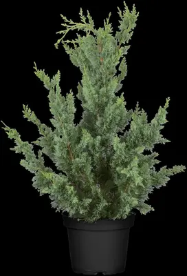 Chamaecyparis lawsoniana 'Wisselii' (Schijn-cipres 'Wisselii') - afbeelding 5