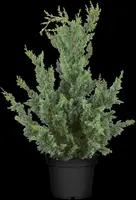 Chamaecyparis lawsoniana 'Wisselii' (Schijn-cipres 'Wisselii') - afbeelding 5