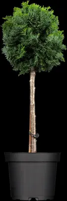 Chamaecyparis obtusa 'Nana Gracilis' (Schijn-cipres 'Nana Gracilis') - afbeelding 7