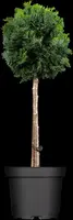 Chamaecyparis obtusa 'Nana Gracilis' (Schijn-cipres 'Nana Gracilis') - afbeelding 7