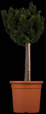 Chamaecyparis obtusa 'Nana Gracilis' (Schijn-cipres 'Nana Gracilis') - afbeelding 6