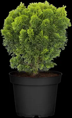 Chamaecyparis obtusa 'Nana Gracilis' (Schijn-cipres 'Nana Gracilis') - afbeelding 26