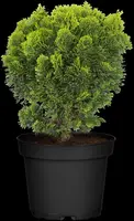 Chamaecyparis obtusa 'Nana Gracilis' (Schijn-cipres 'Nana Gracilis') - afbeelding 26