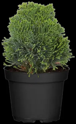 Chamaecyparis obtusa 'Nana Gracilis' (Schijn-cipres 'Nana Gracilis') - afbeelding 30