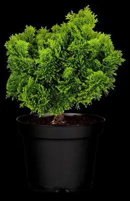 Chamaecyparis obtusa 'Nana Gracilis' (Schijn-cipres 'Nana Gracilis') - afbeelding 19