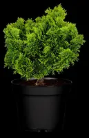 Chamaecyparis obtusa 'Nana Gracilis' (Schijn-cipres 'Nana Gracilis') - afbeelding 19
